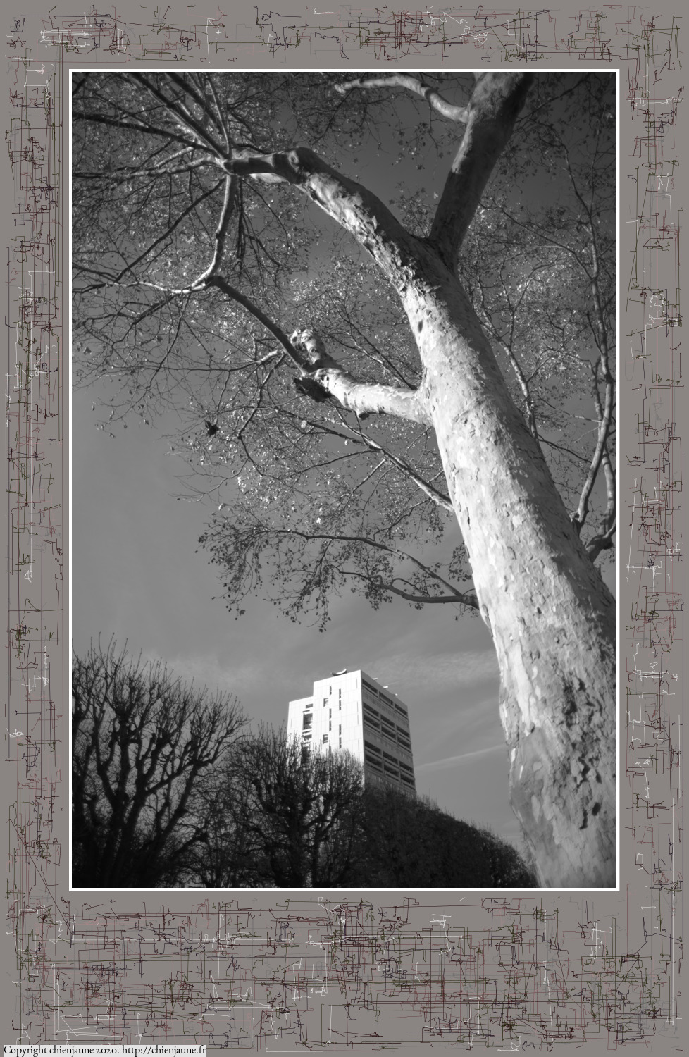 one of the arbres 2020 thumbnail series