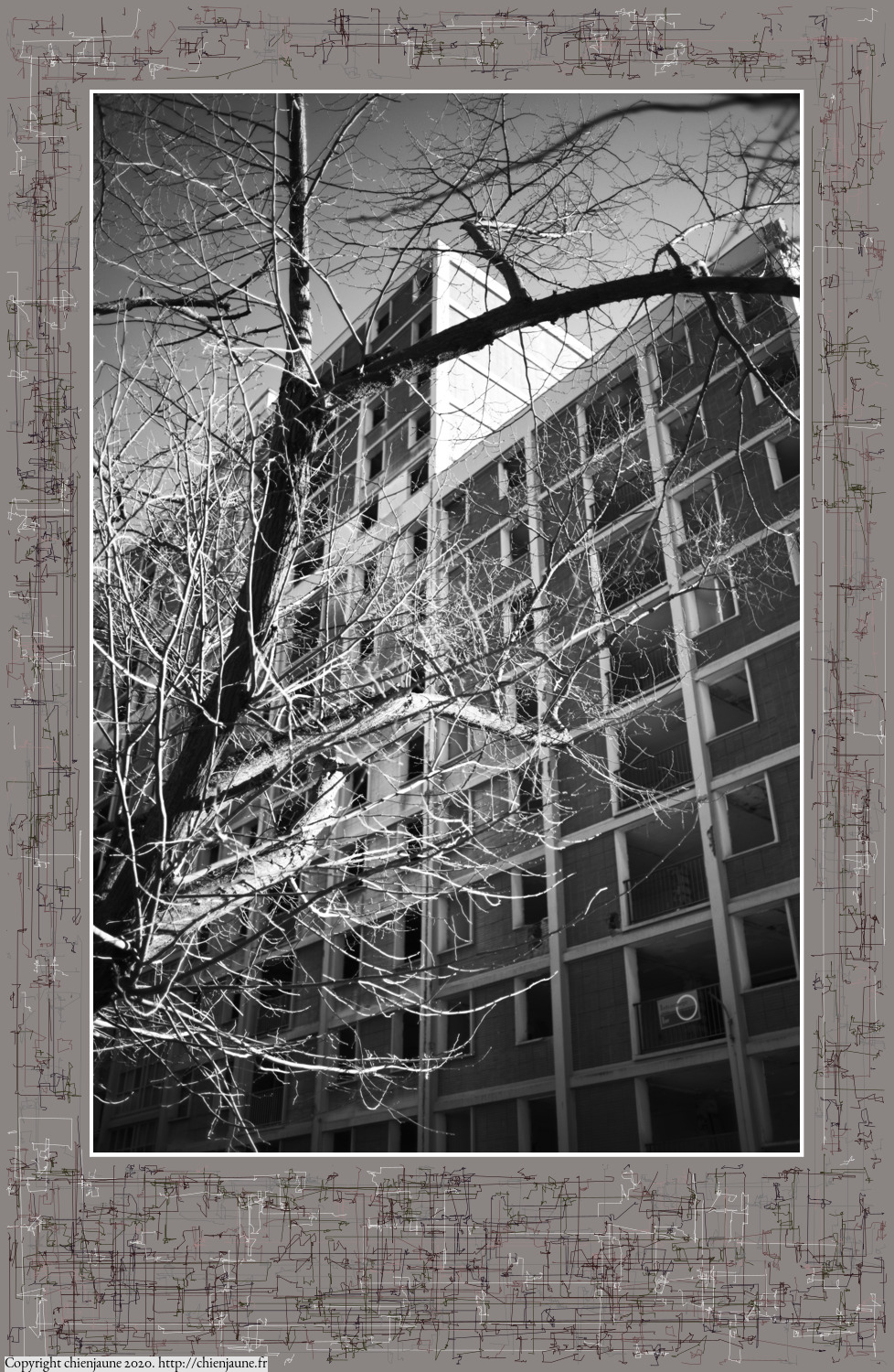 one of the arbres 2020 thumbnail series