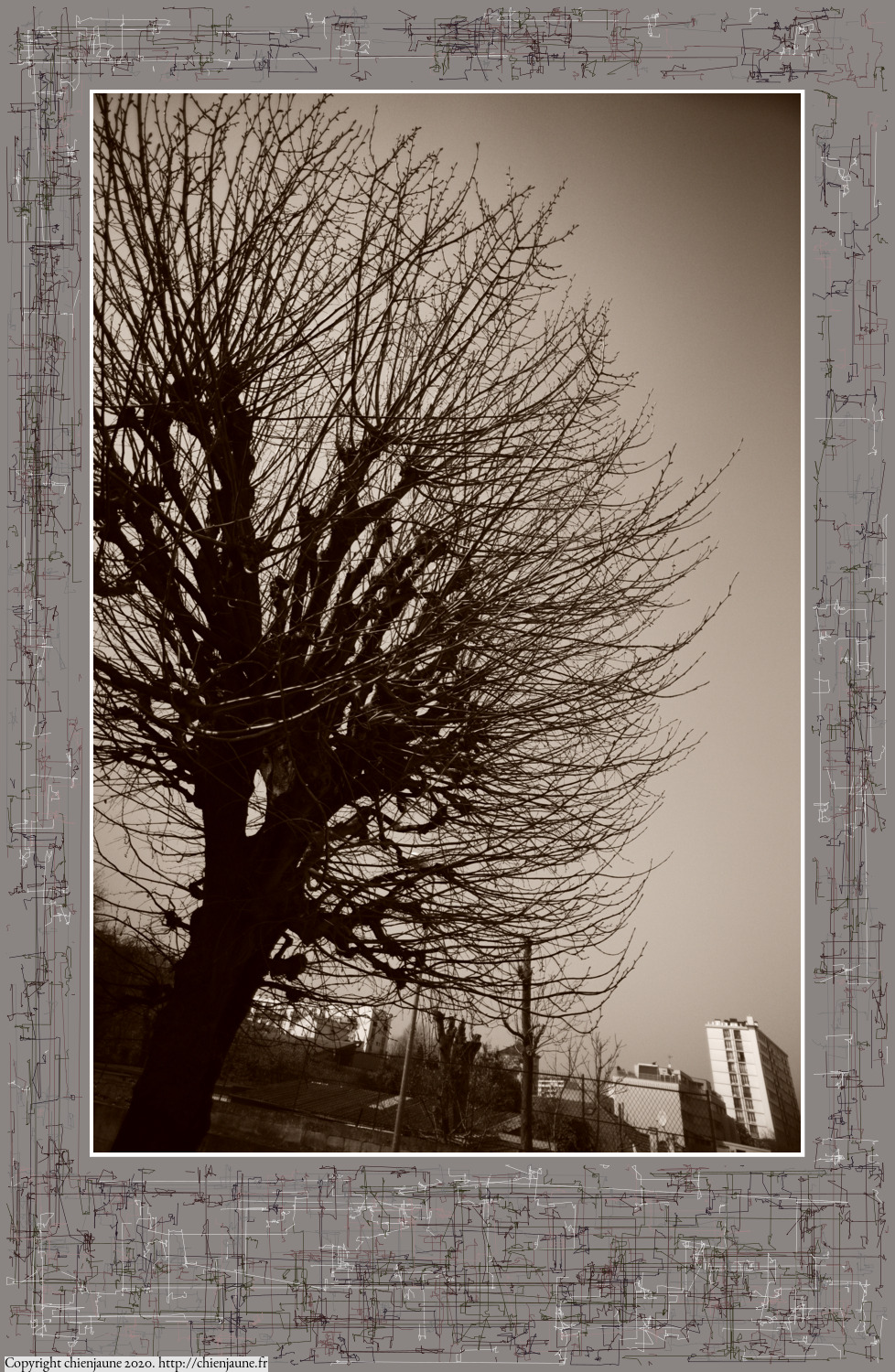 one of the arbres 2020 thumbnail series
